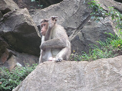 Rhesus blood group system